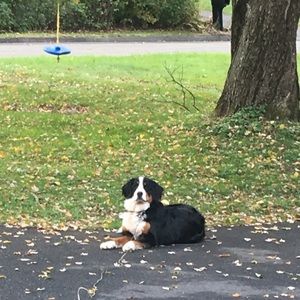 Meet your Posher, Grace